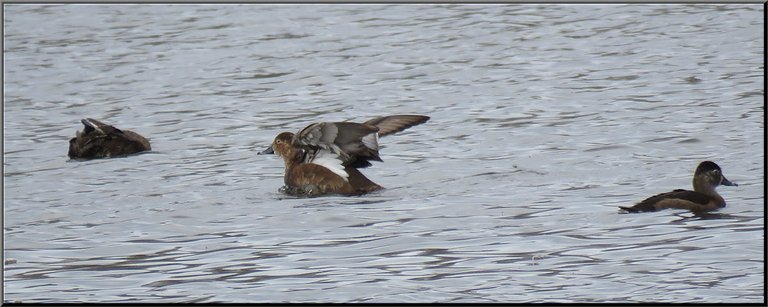 3 smaller brown ducks on water 1 stretching wings.JPG