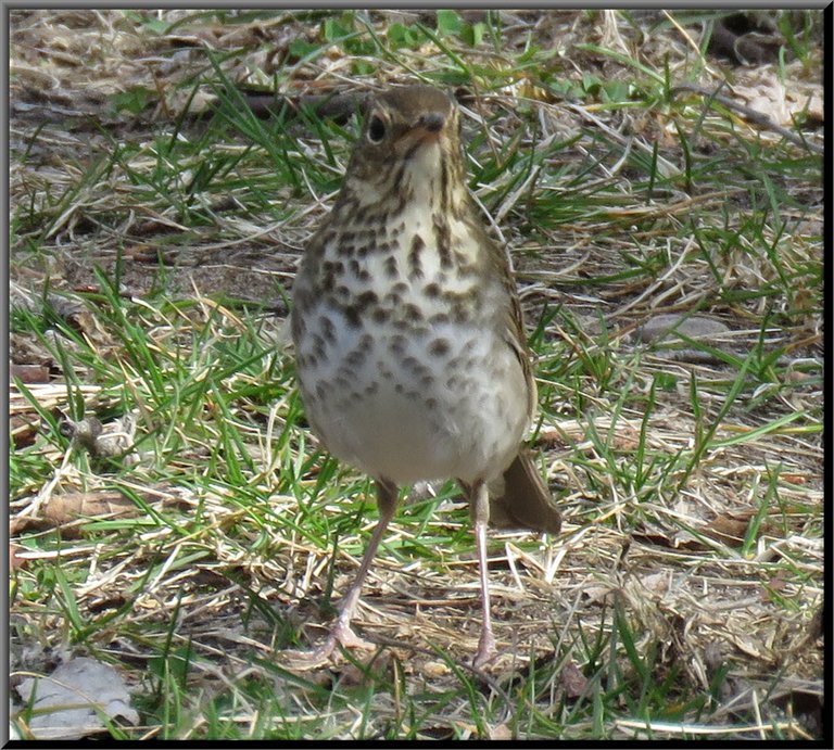 close up front view of thrush.JPG