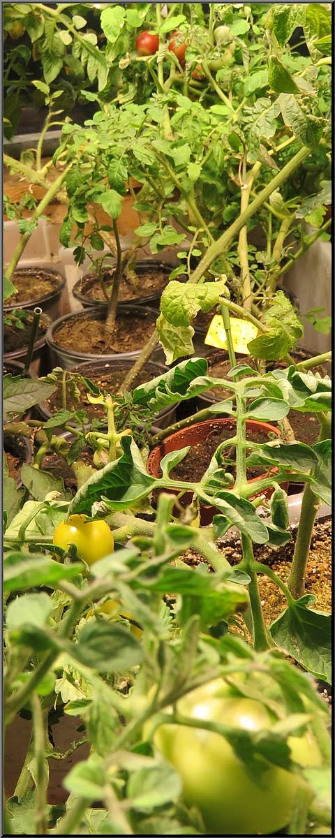 cherry tomatoes starting to ripen.JPG