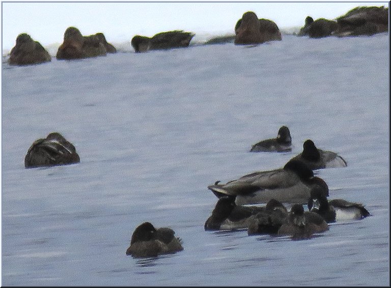 ring necked ducks huddle by mallard duck in icy water.JPG