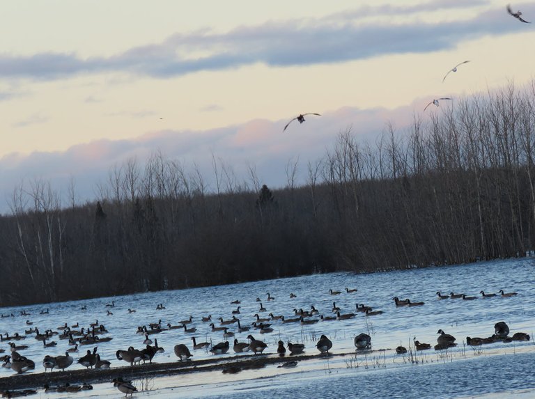 geese flying in to where other geese and ducks are resting by sandbar.JPG