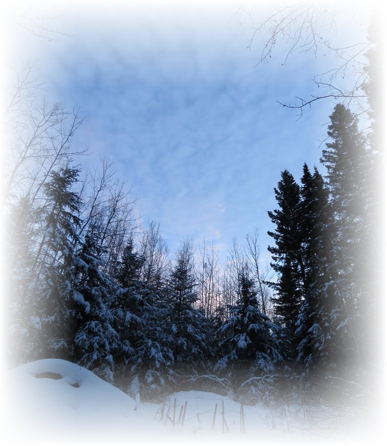 start of sunset interesting clouds above snowy spruce trees.JPG