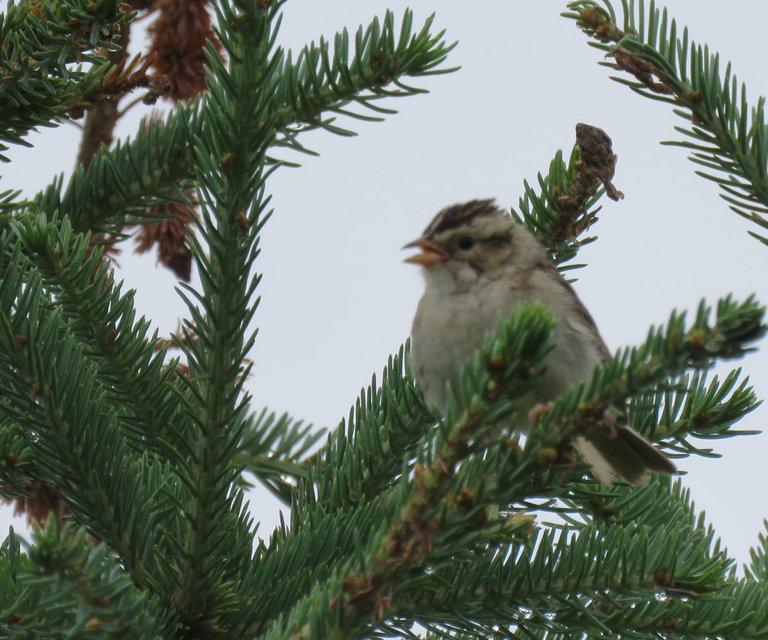 close up tree sparrow chirping.JPG