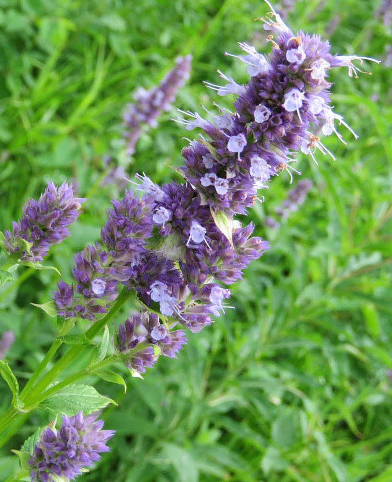 close up hyssop bloom.JPG