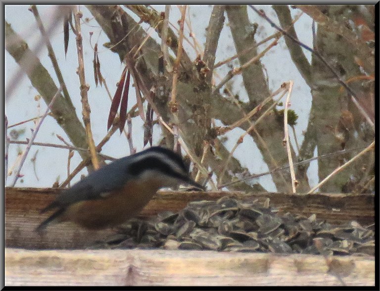 redbreasted nuthatch survey pile of sunflowe rseeds.JPG