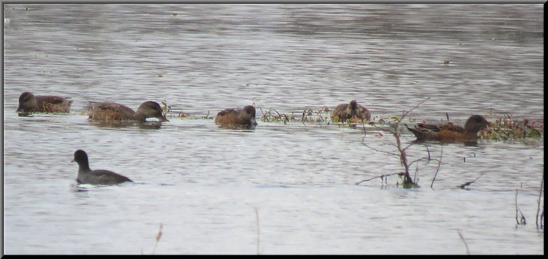 family of gadwell ducks feeding in smartweed with coot swimming by.JPG