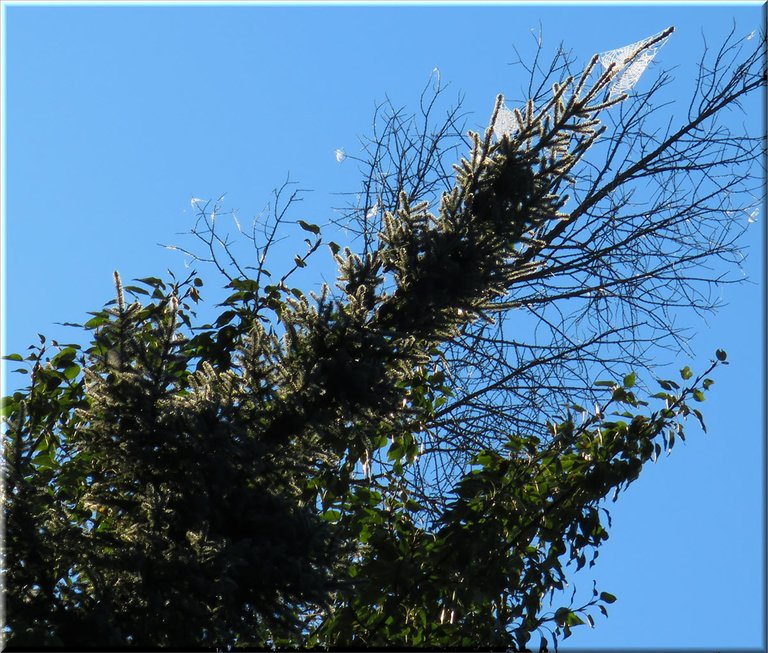 sunlight highlights dewy spiderwebs on spruce tree.JPG