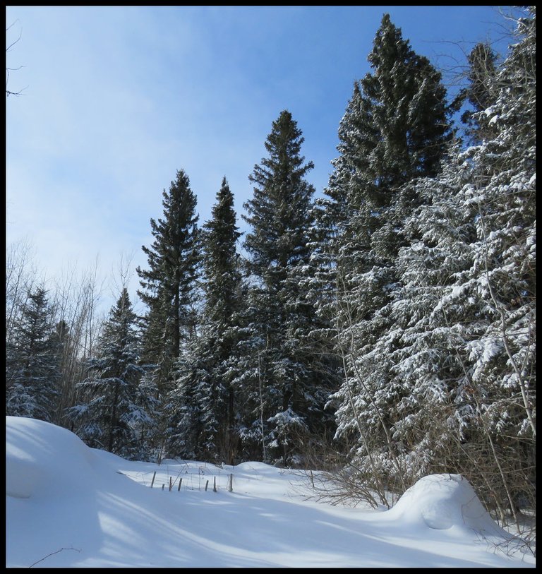 beautiful snowy scene of middle garden.JPG