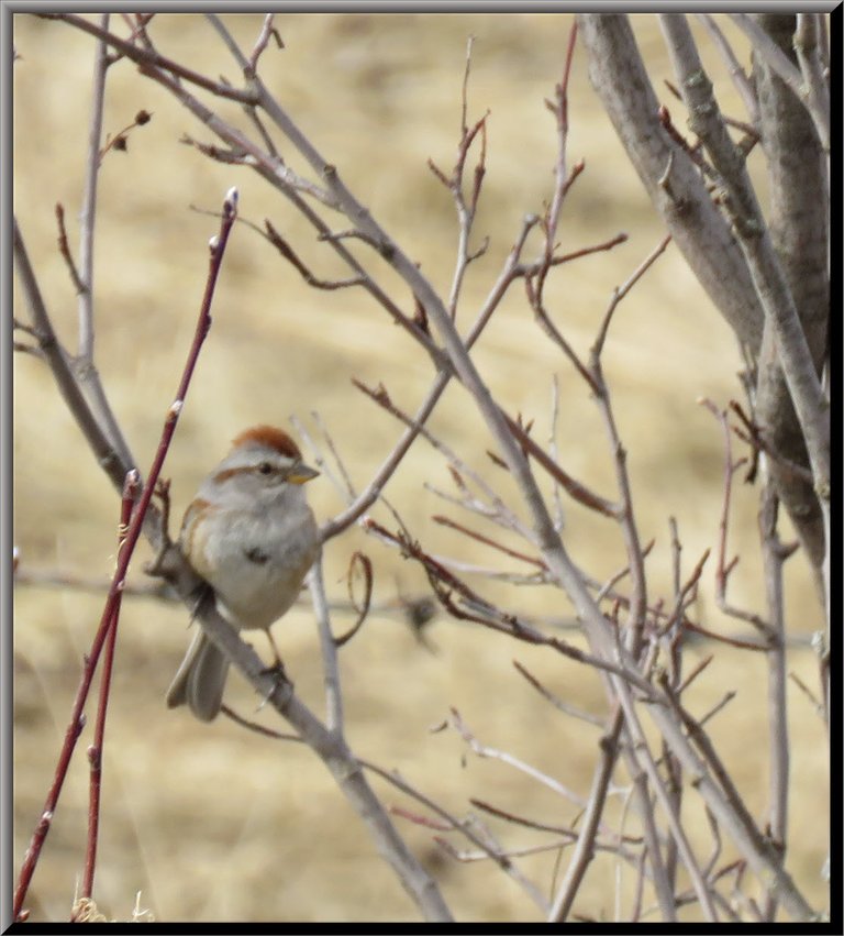 cute little sparrow like bird with an orangy brown mohawk cap.JPG