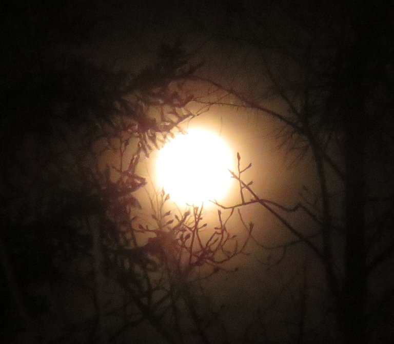 bright orange full moon glowing behind maple branches.JPG