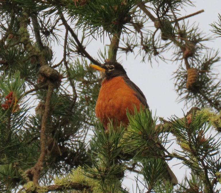 beautiful orange breasted robin in pine tree.JPG