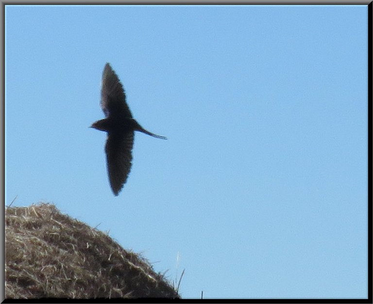 barn swallow in flight over strawbale.JPG