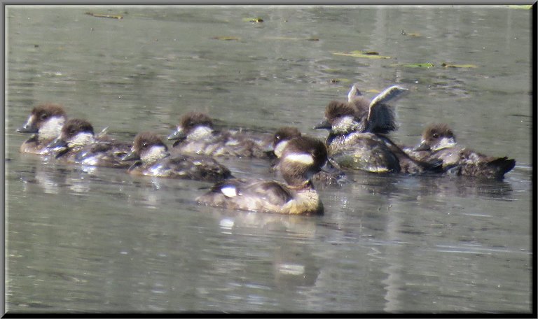 Momma Bufflehead duck in front of her group of ducklings 1 stretching its wings.JPG
