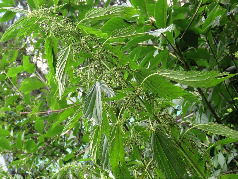 stem of stinging nettle full of seed.JPG