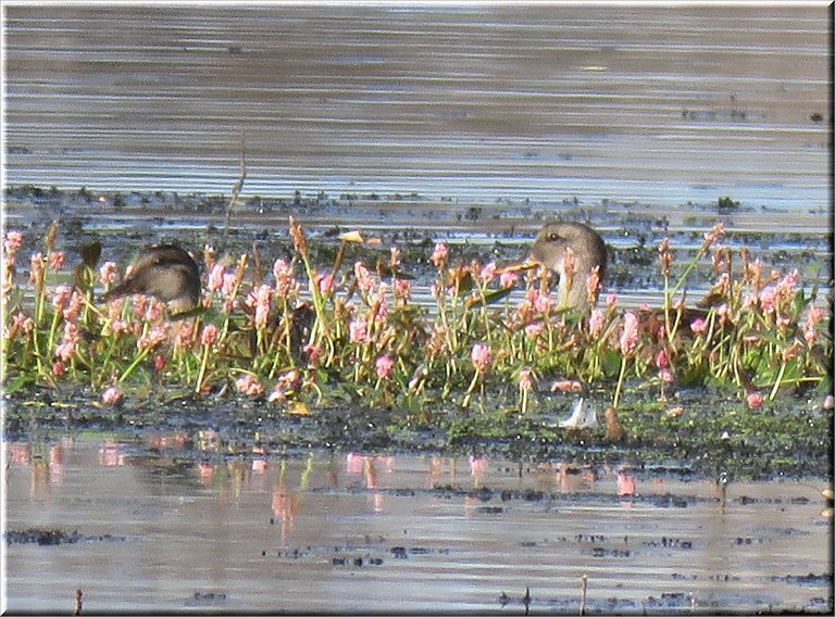 2 garwell ducks hiding in the pink smartweed.JPG