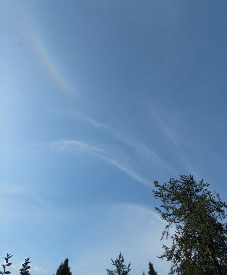 from top of pine tree wisps of cloud and a slight rainbow above.JPG