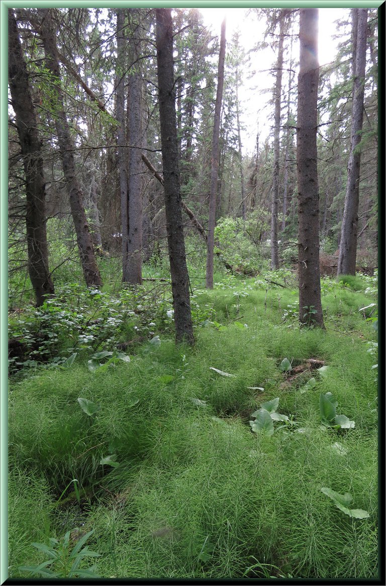 looking into the forest lush with horsetails and coltsfoot.JPG