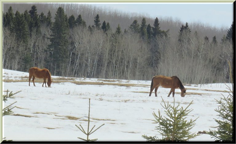 Jeremys horses grazing where snow melted off field.JPG