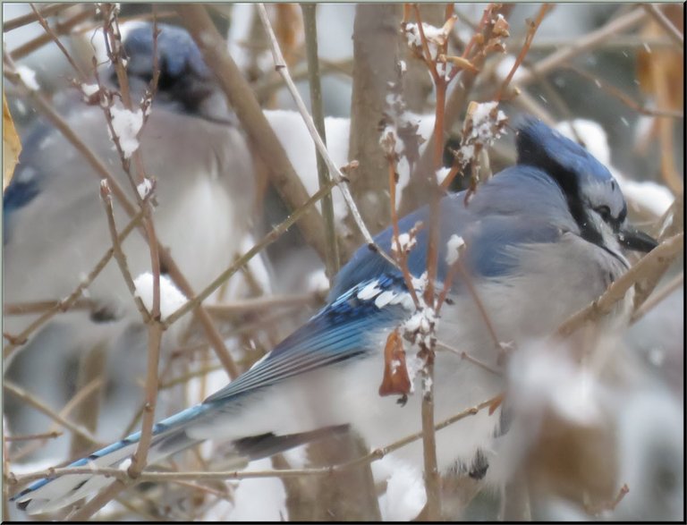 bluejays puffed up sitting in snowy branches.JPG