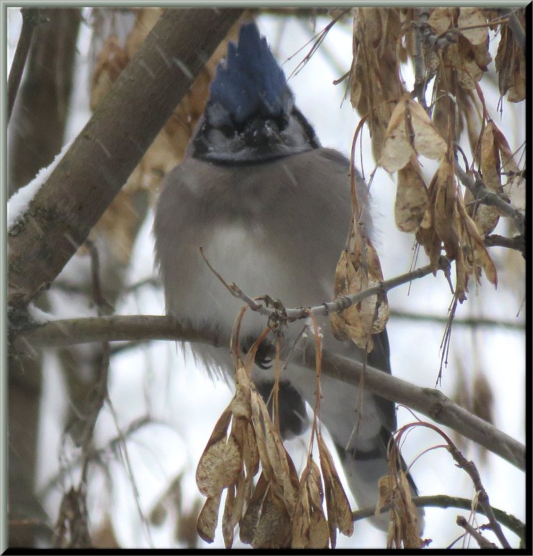 bluejay huddles on branch by maple seeds with snow.JPG