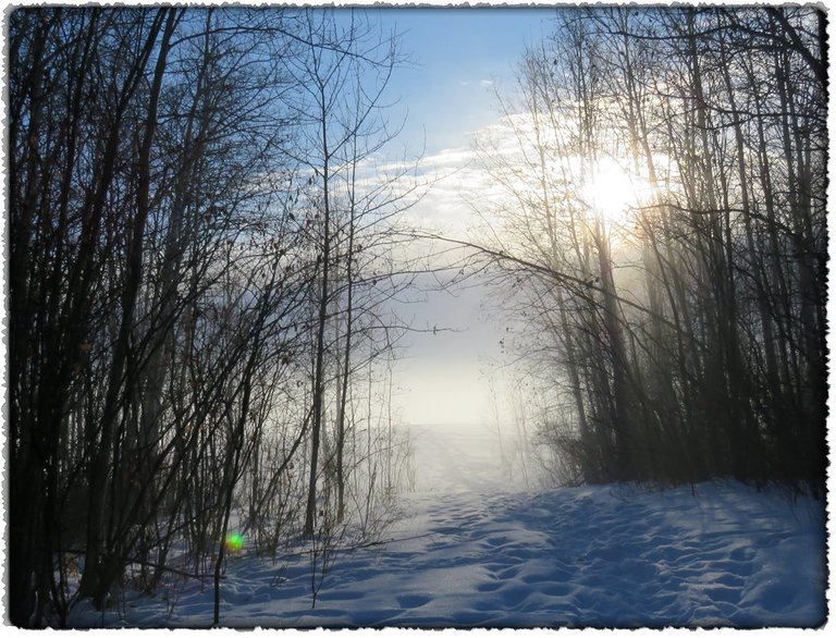 fog at head of trail to hilltop sun shining through trees.JPG