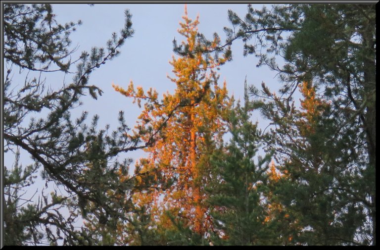 pink and gold highlighting pine tree at sunrise.JPG
