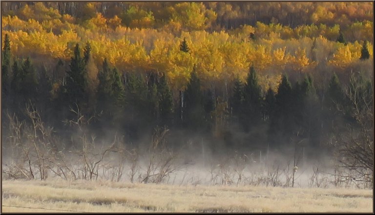 mist rising from pond fall color on trees behind.JPG