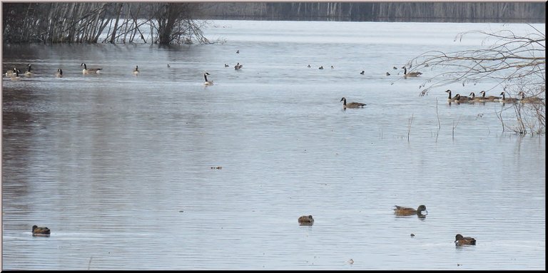 2 families of Canada geese bufflehead ducks and gadwells feeding on pond.JPG