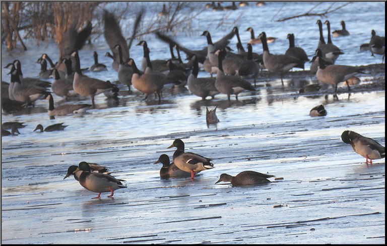 ducks walking on ice geese flapping wings in background.JPG