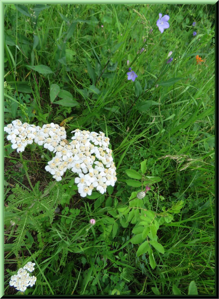 close up yarrow blooms with harebells in background.JPG