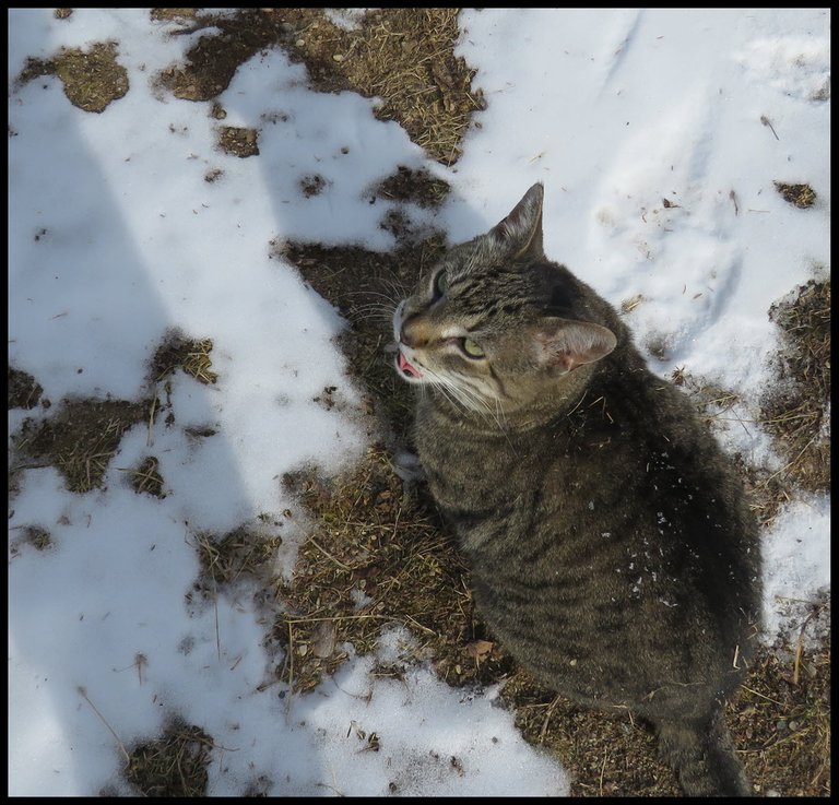 JJ on bare patch among snow looking up meowing.JPG