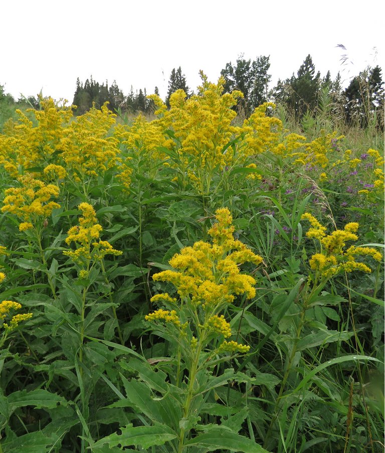 large group of goldenrod with evergreens behind.JPG