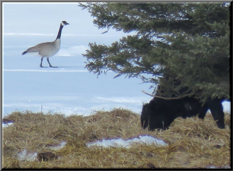 goose in snow walking up to cow eating in oat straw.JPG