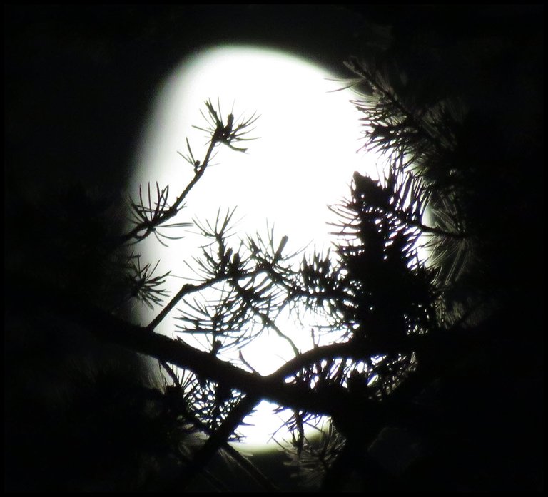 close up elegant pine branch in front of bright moon.JPG