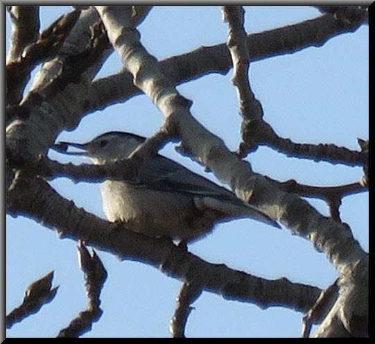 nuthatch among branches with seed in beak.JPG