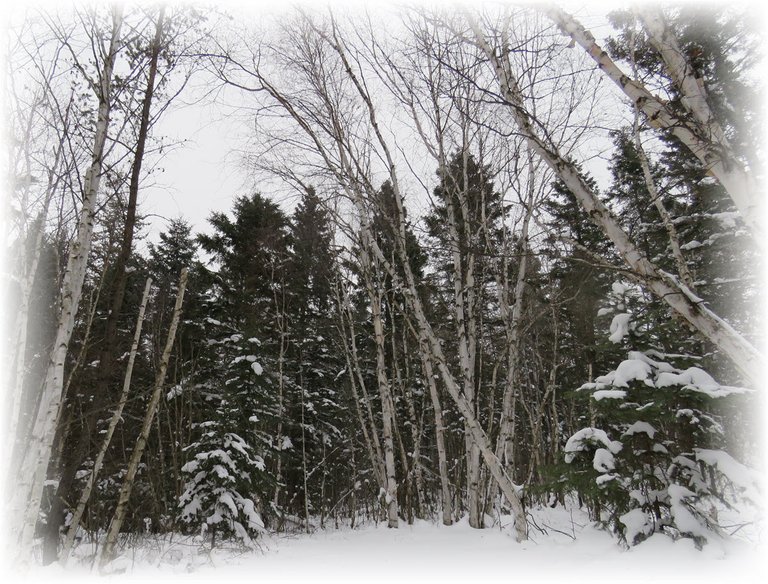 wintery scene of birch clumps and spruce trees.JPG