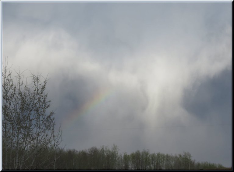 rainbow and strange cloud formation over poplar trees.JPG