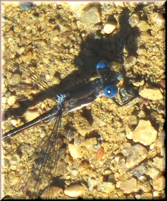 blue eyed dragonfly looking ast me.JPG