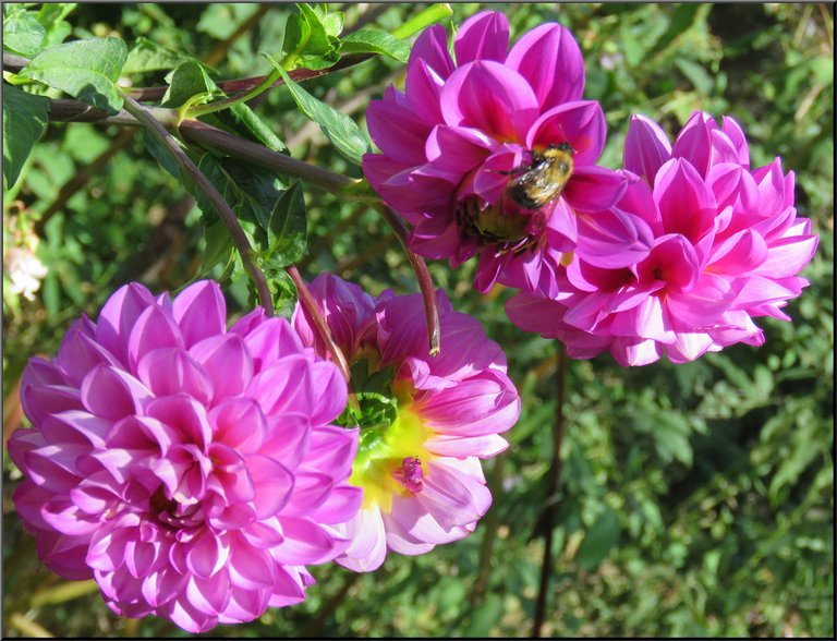 close up bee on Dahlia flower.JPG