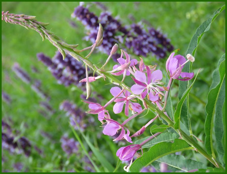 close up fireweed bloom with hyssop in the background.JPG