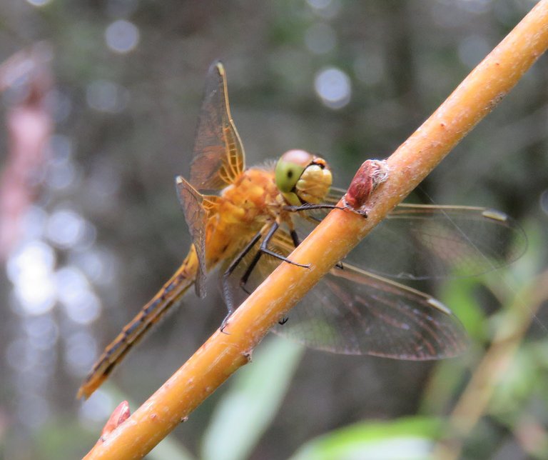 close up golden dragonfly on branch of golden willow.JPG