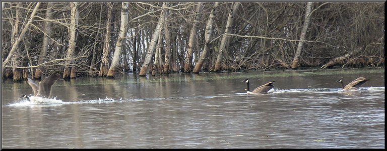 3 Canada Geese 1 just landing on the water wings spread.JPG