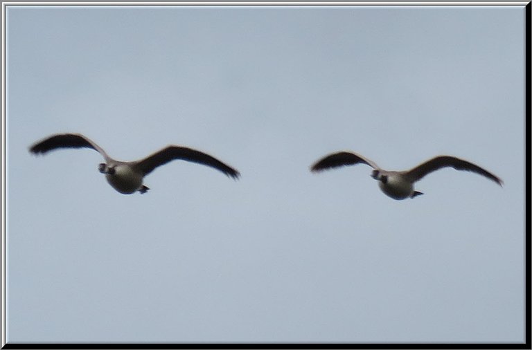 close up pair of geese flying looking towards me.JPG