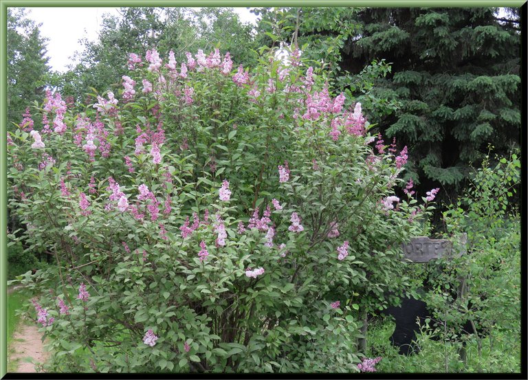 lilac bush in bloom by porters sign at head of the lane.JPG