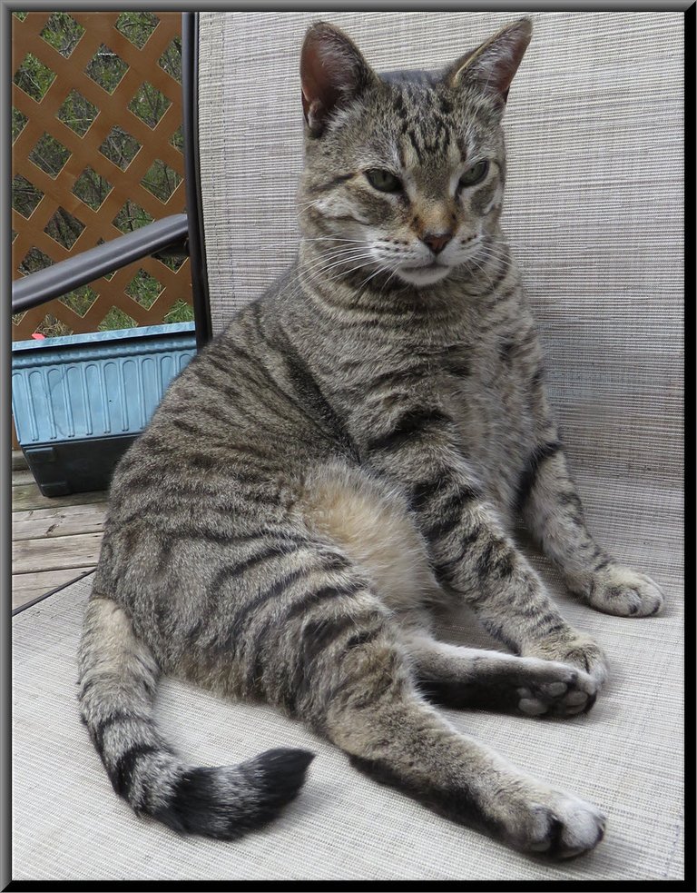 JJ lounging on deck chair.JPG