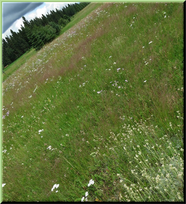 triange view of pussytoe blooms waves of pink in wildflower meadow and spruce trees.JPG