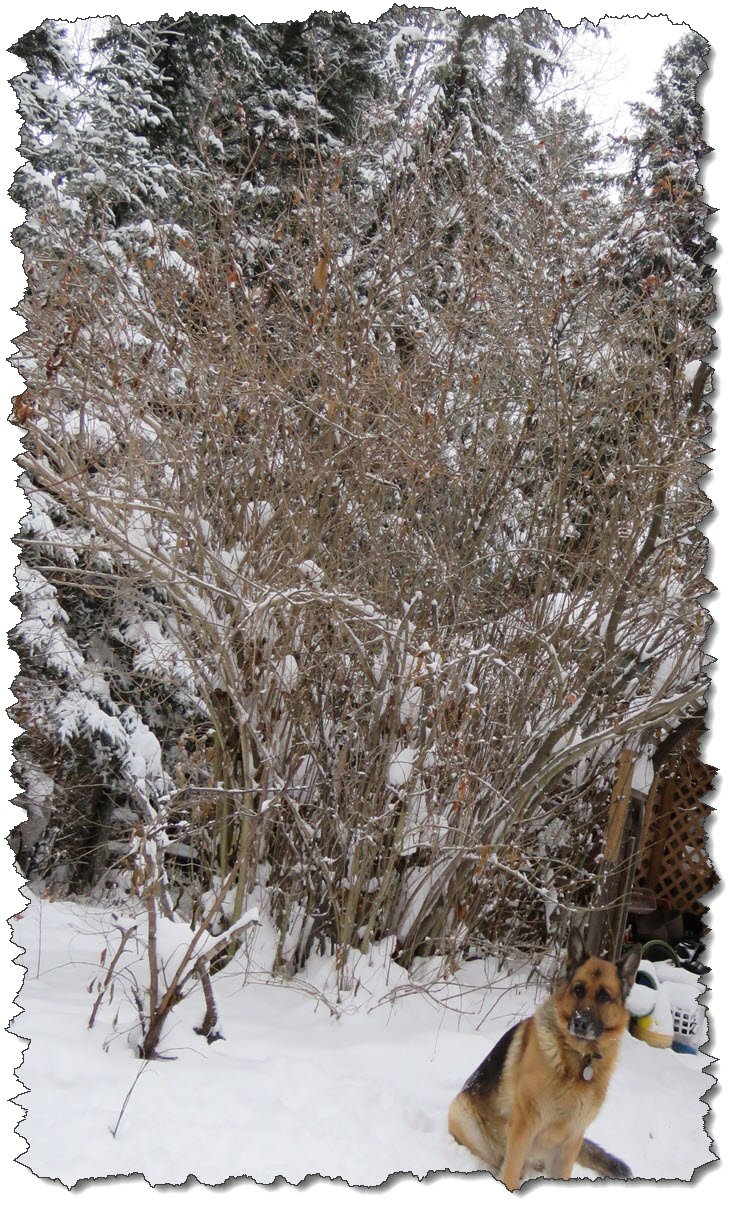 Bruno sitting handsome by snowy lilac and spruce trees.JPG