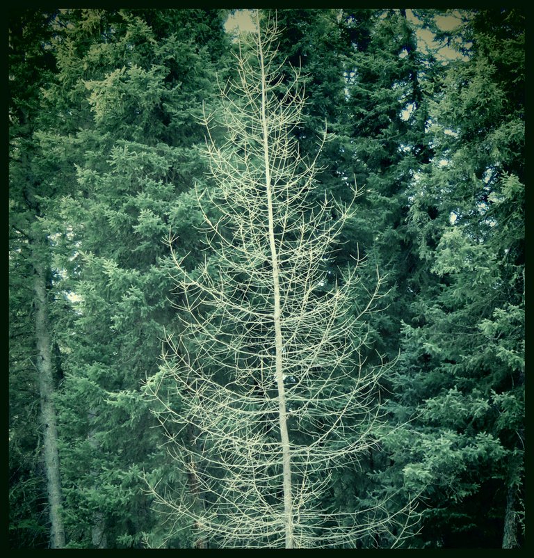 composition of bare tamarack tree sceleton among green spruce with green filter.JPG