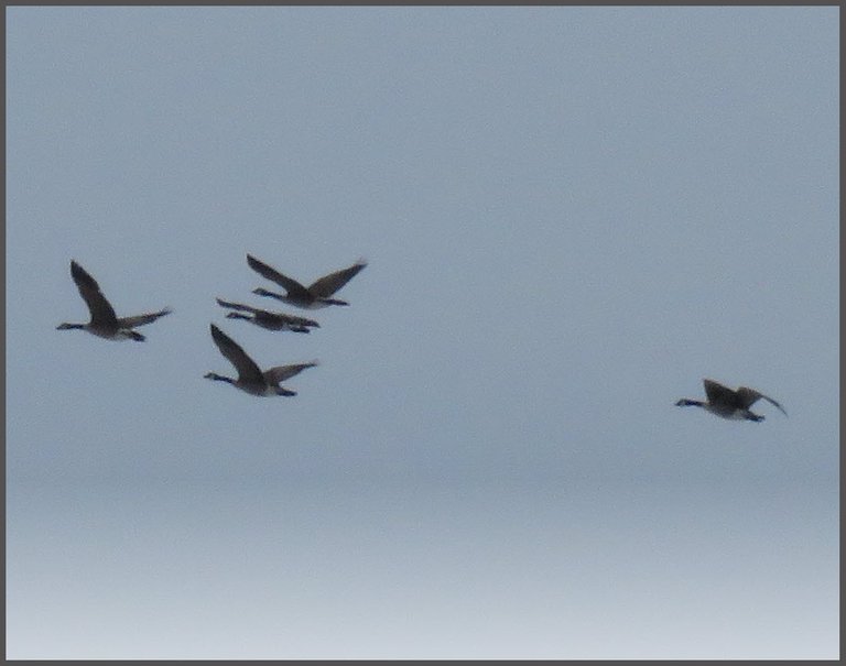 flock of 5 geese in flight.JPG