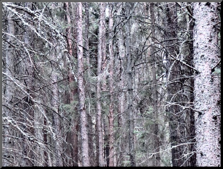 close up of spruce trunks done with a special finter makes nice effect.JPG